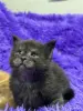 Мейн-Кун котята - Вся Беларусь - 243533 - Доска объявлений Kupika.by - Фото 2