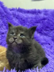 Мейн-Кун котята