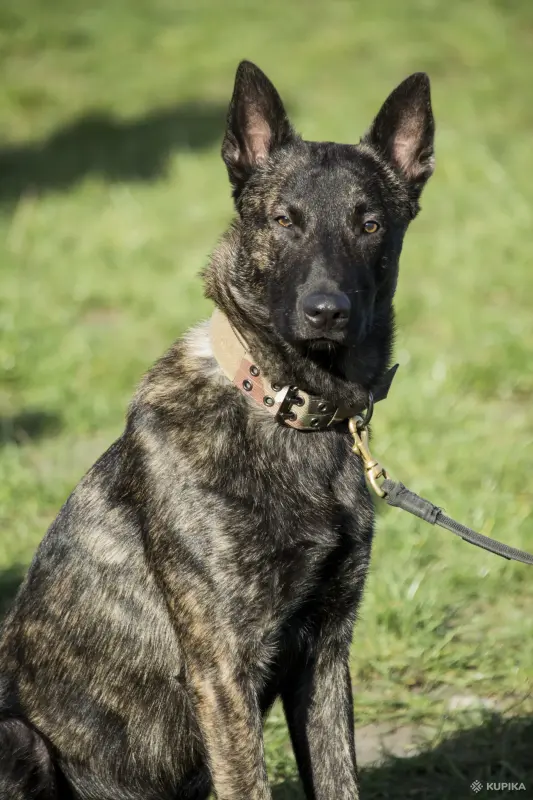 Щенки - Вся Беларусь - 243685 - Доска объявлений Kupika.by - Фото 4