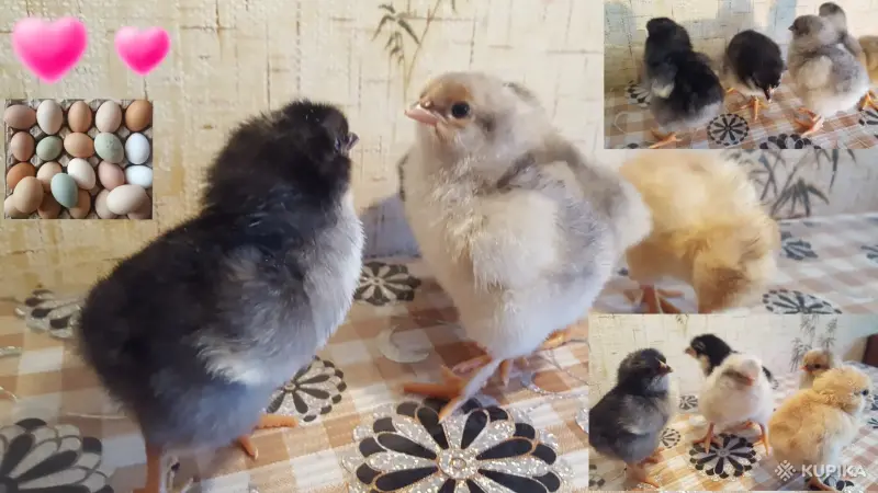 цыплята - Вся Беларусь - 243291 - Доска объявлений Kupika.by - Фото 10