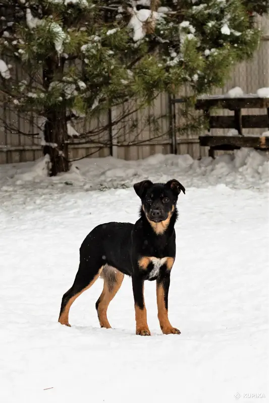 Собаке Шоколапке нужна семья - Вся Беларусь - 233826 - Доска объявлений Kupika.by - Фото 2