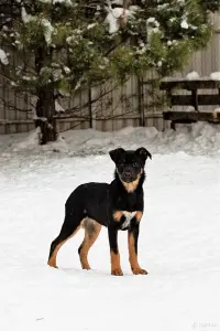 Собаке Шоколапке нужна семья