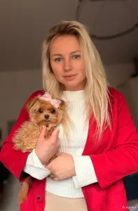 VIP качество мини микро мальтипу той пудель пушон