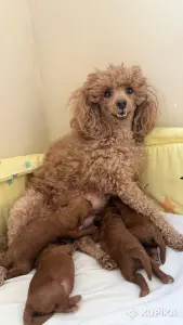 Щенки той пуделя