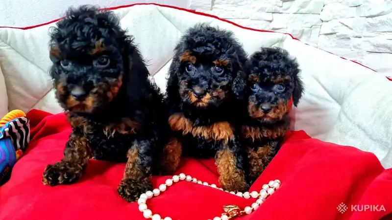 Той пудели. Мальчик и 2 девочки, чёрно-подпалые. - Вся Беларусь - 244587 - Доска объявлений Kupika.by - Фото 3