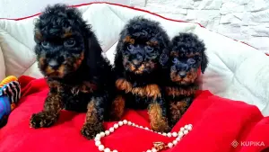 Той пудели. Мальчик и 2 девочки, чёрно-подпалые.