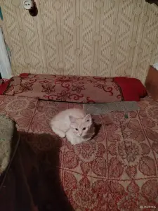 Отдам котят в хорошие руки