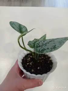 Сциндапсус пиктус Треби