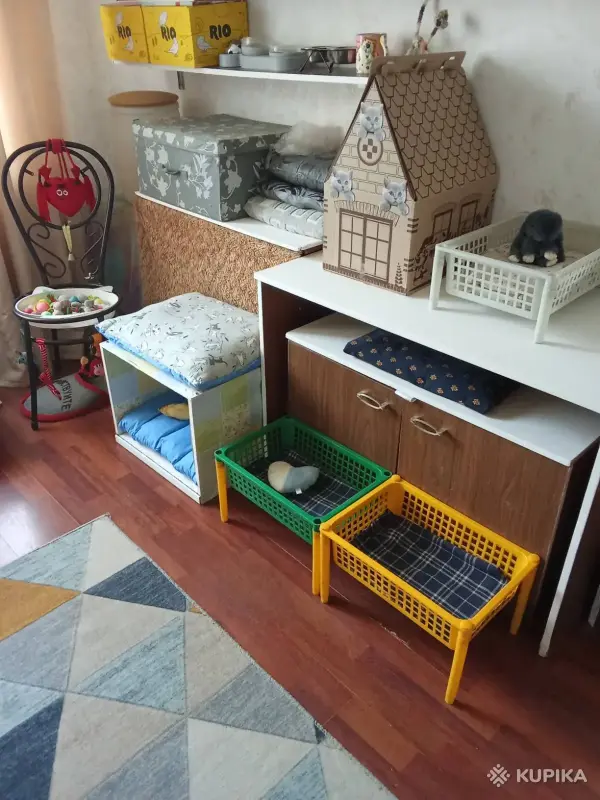 Квартирная передержка для котов - Вся Беларусь - 244873 - Доска объявлений Kupika.by - Фото 7