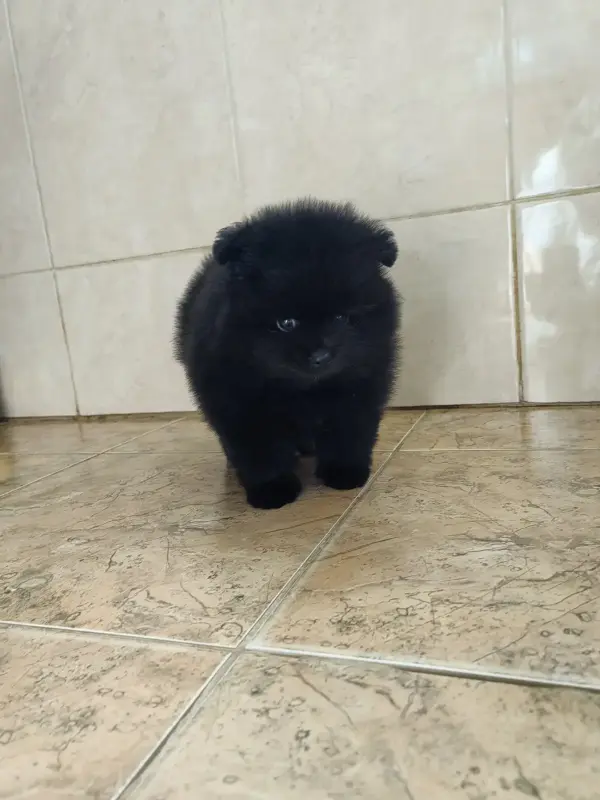 Собаки - Мальчик померанского шпица - Вся Беларусь - Фото 2 Мальчик померанского шпица - Вся Беларусь - 241999 - Доска объявлений Kupika.by - Фото 2