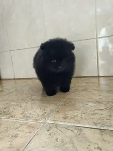 Мальчик померанского шпица