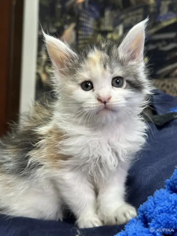Мейн-Кун котята - Вся Беларусь - 244935 - Доска объявлений Kupika.by - Фото 14
