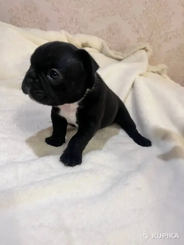 Французский бульдог - Вся Беларусь - 244352 - Доска объявлений Kupika.by - Фото 2