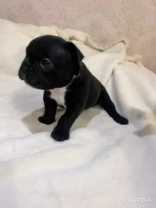 Французский бульдог