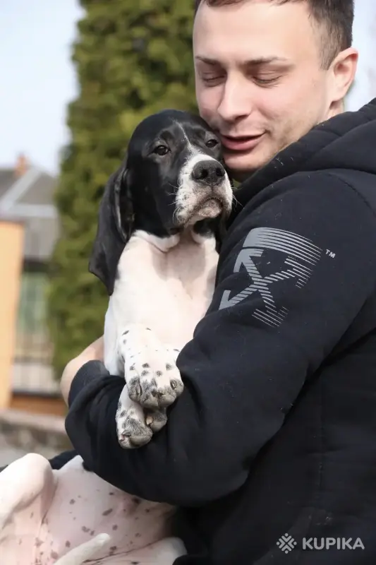 Щенок Английского пойнтера - Вся Беларусь - 243411 - Доска объявлений Kupika.by - Фото 9