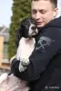 Щенок Английского пойнтера - Вся Беларусь - 243411 - Доска объявлений Kupika.by - Фото 9