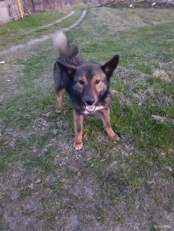 Собака - Вся Беларусь - 244372 - Доска объявлений Kupika.by - Фото 2