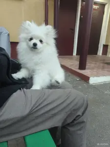 Померанский шпиц девочка.