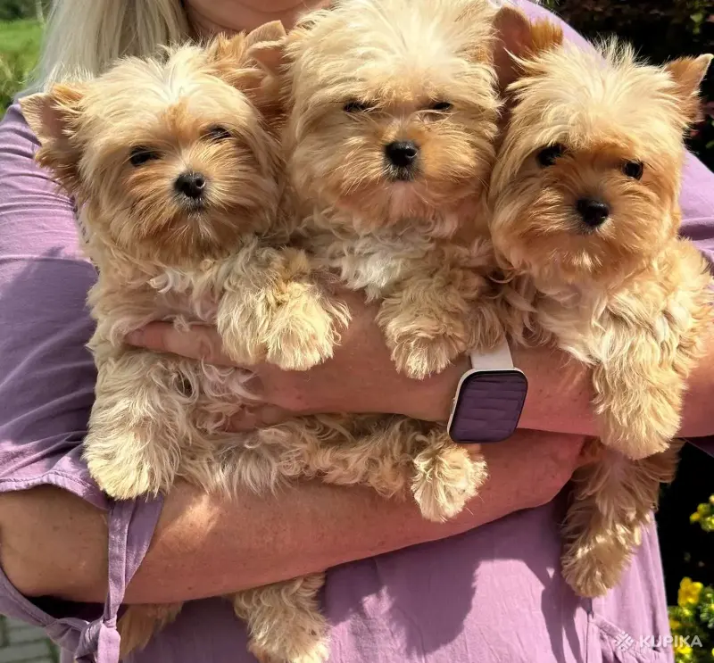 Щенок голддаст  (золотой) йорк