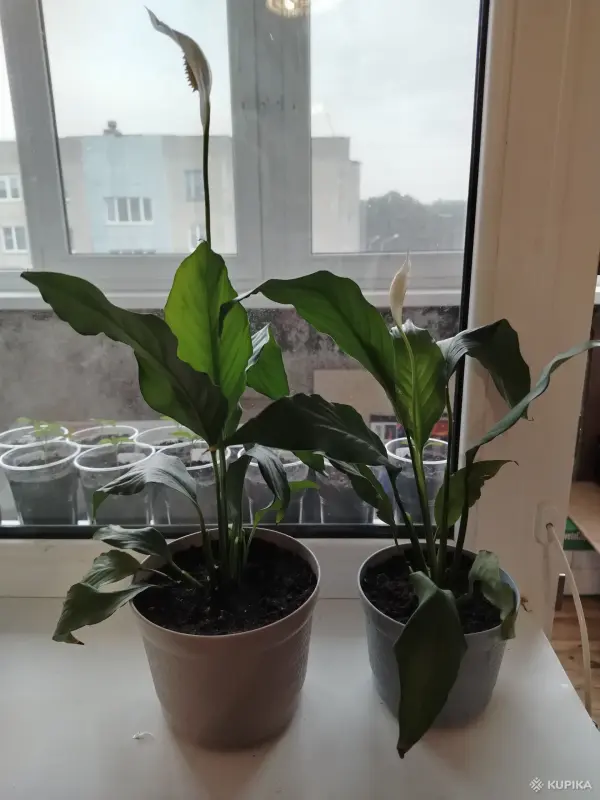 Спатифиллум