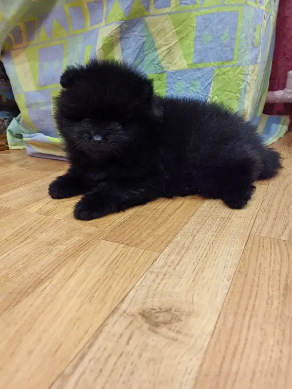 Мальчики померанский шпиц - Вся Беларусь - 242129 - Доска объявлений Kupika.by - Фото 3