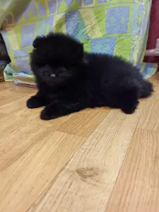 Мальчики померанский шпиц