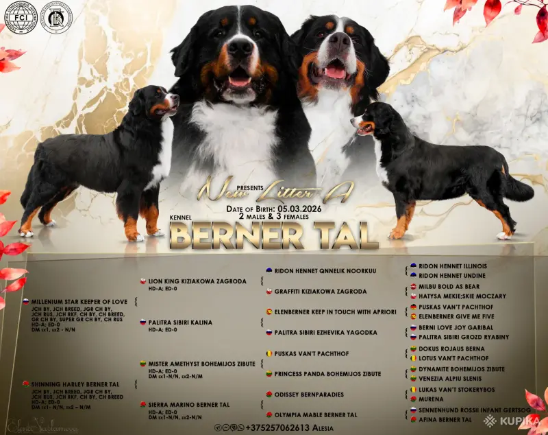 Бернский зенненхунд. Щенки - Вся Беларусь - 243442 - Доска объявлений Kupika.by - Фото 10