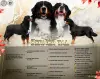 Бернский зенненхунд. Щенки - Вся Беларусь - 243442 - Доска объявлений Kupika.by - Фото 10