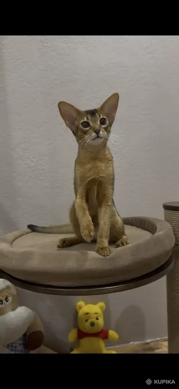 Абиссинский котёнок девочка