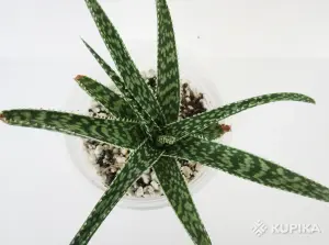 Алое раухи Беллатула