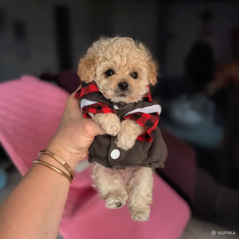 Собаки - VIP качество мини микро мальтипу той пудель пушон - Вся Беларусь - Фото 4 VIP качество мини микро мальтипу той пудель пушон - Вся Беларусь - 243767 - Доска объявлений Kupika.by - Фото 4