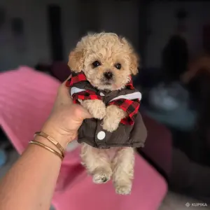 VIP качество мини микро мальтипу той пудель пушон