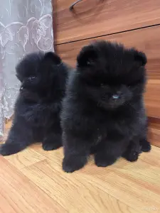 Померанский шпиц.