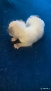 сиамские котята