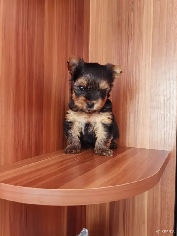 Собаки - Йоркширский терьер. - Вся Беларусь Йоркширский терьер. - Вся Беларусь - 242836 - Доска объявлений Kupika.by