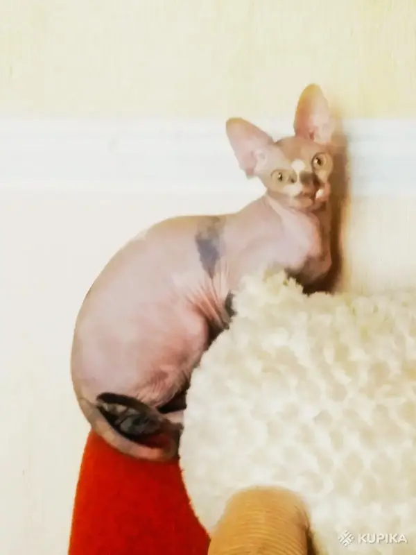 Квартирная передержка для котов - Вся Беларусь - 244873 - Доска объявлений Kupika.by - Фото 12