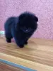 Померанский шпиц - Вся Беларусь - 243651 - Доска объявлений Kupika.by - Фото 3