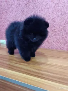 Померанский шпиц