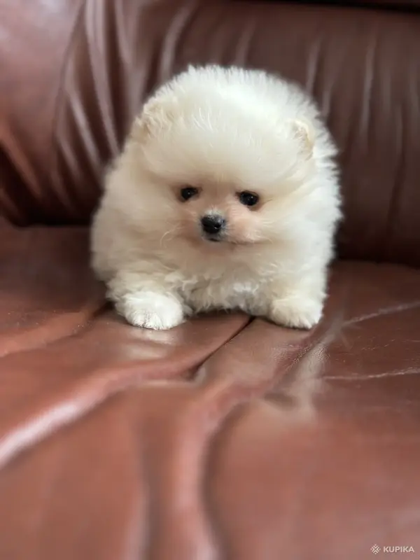 Померанский шпиц