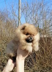 Щенок шпица