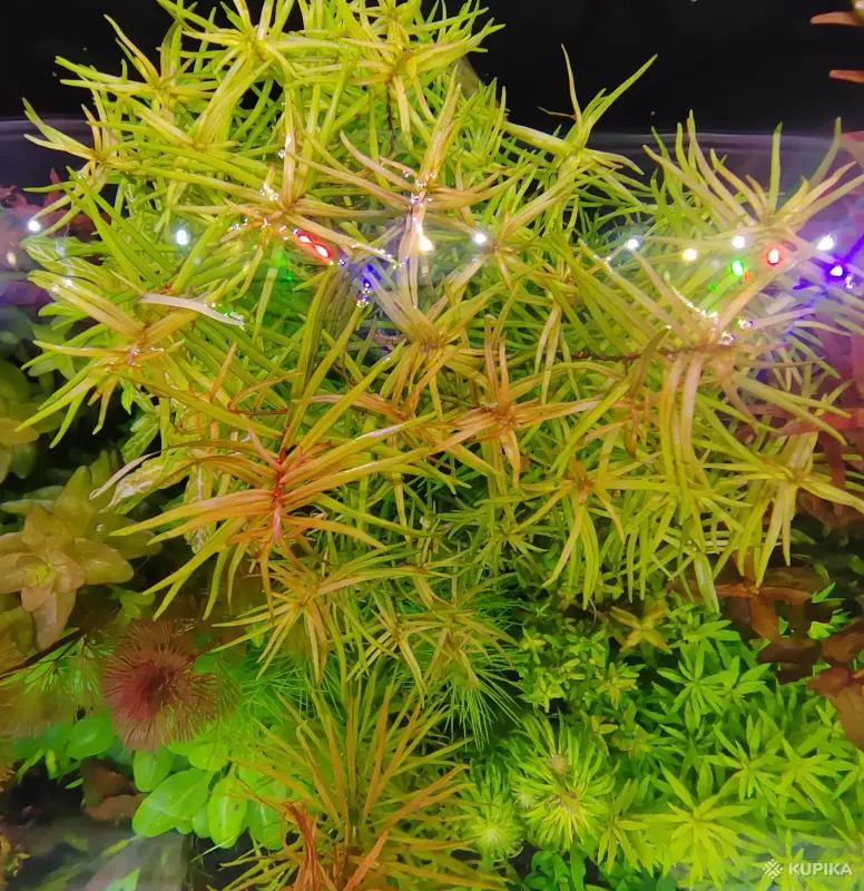 Аквариумистика - Аквариумные растения - Вся Беларусь - Фото 4 Аквариумные растения - Вся Беларусь - 242937 - Доска объявлений Kupika.by - Фото 4