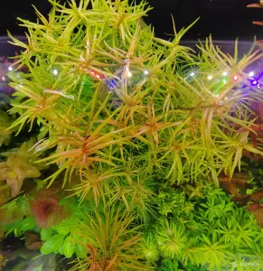 Аквариумные растения