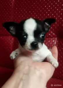 Щенки чихуахуа