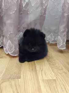 Померанский шпиц