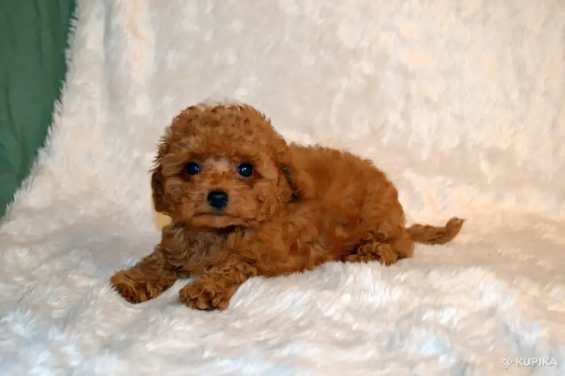 Щенки Той пуделя - Вся Беларусь - 244356 - Доска объявлений Kupika.by - Фото 6