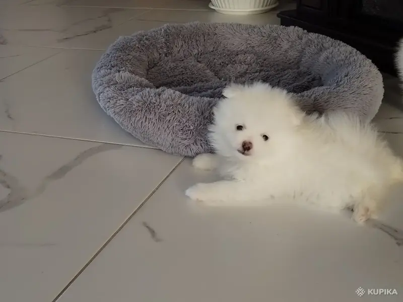 Померанский шпиц - Вся Беларусь - 246201 - Доска объявлений Kupika.by - Фото 2