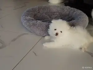 Померанский шпиц