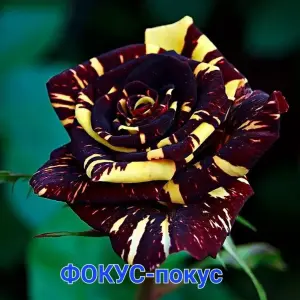 Саженцы роз