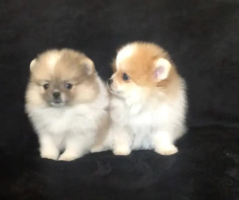 Собаки - померанский шпиц - Вся Беларусь - Фото 5 померанский шпиц - Вся Беларусь - 242040 - Доска объявлений Kupika.by - Фото 5