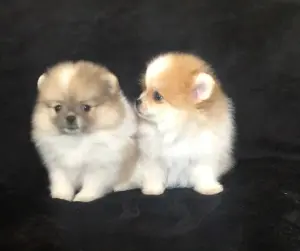 померанский шпиц